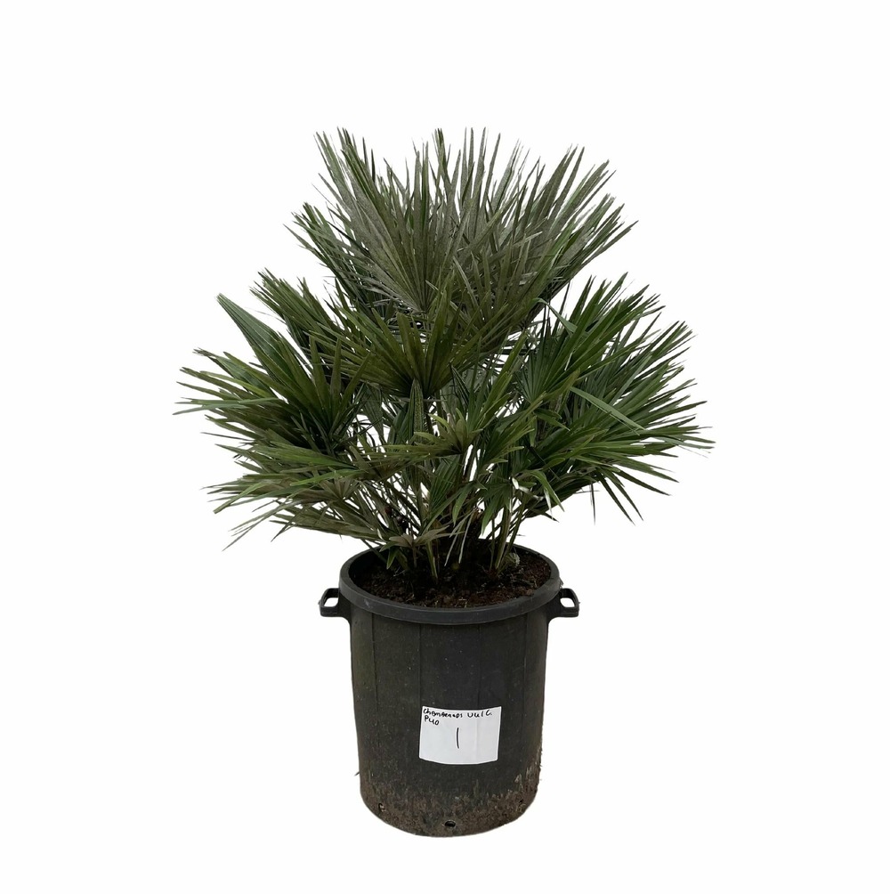 Chamaerops vulcano - h110 cm - ø40 cm