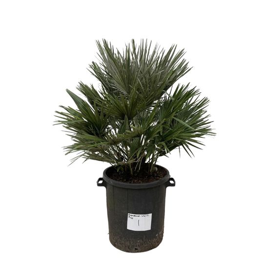 Chamaerops vulcano - h110 cm - ø40 cm