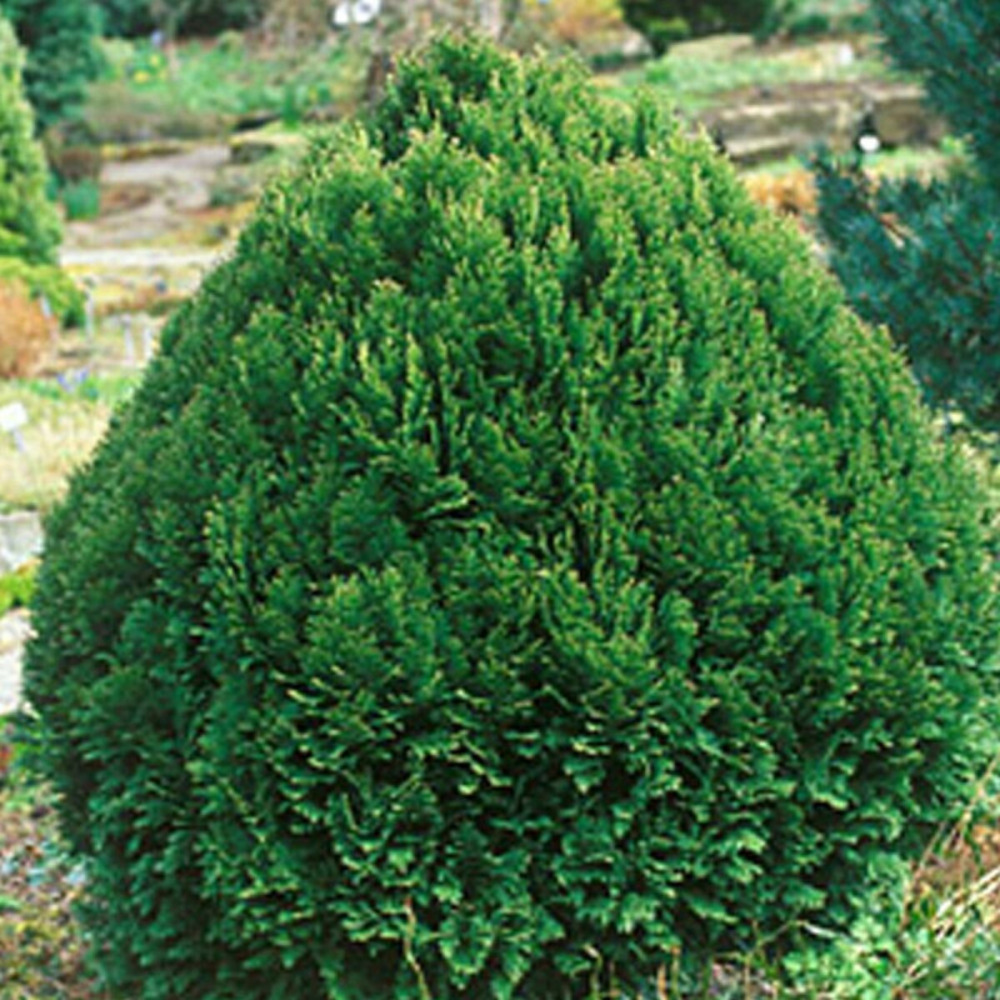 Cyprès de lawson minima glauca, chamaecyparis lawsoniana pot de 3l - 40/60 cm