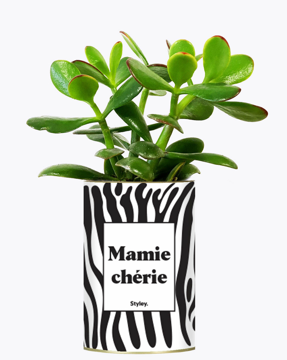 Plante facile à entretenir - mamie chérie - cactus