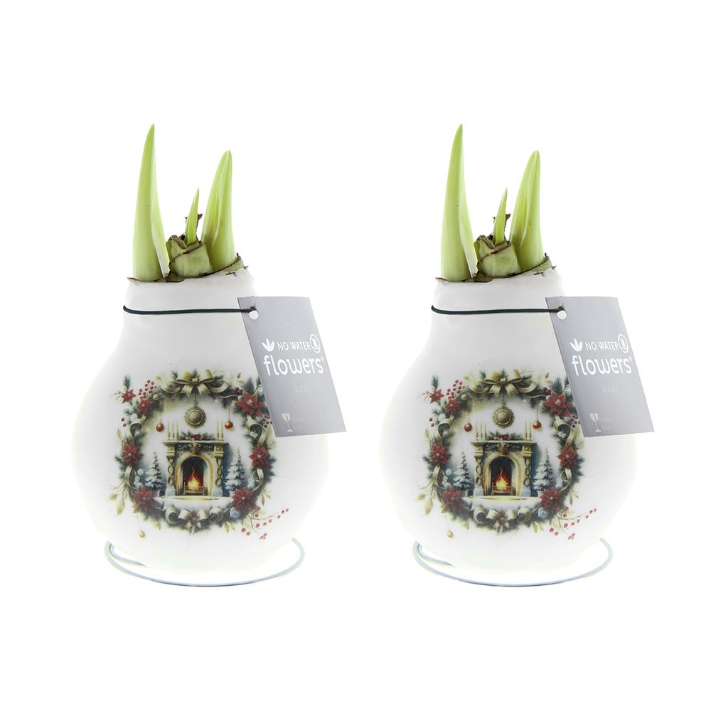 Lot de 2 - bulbe d'amaryllis en cire - cheminée de noël - h. 15-25 cm à la livraison