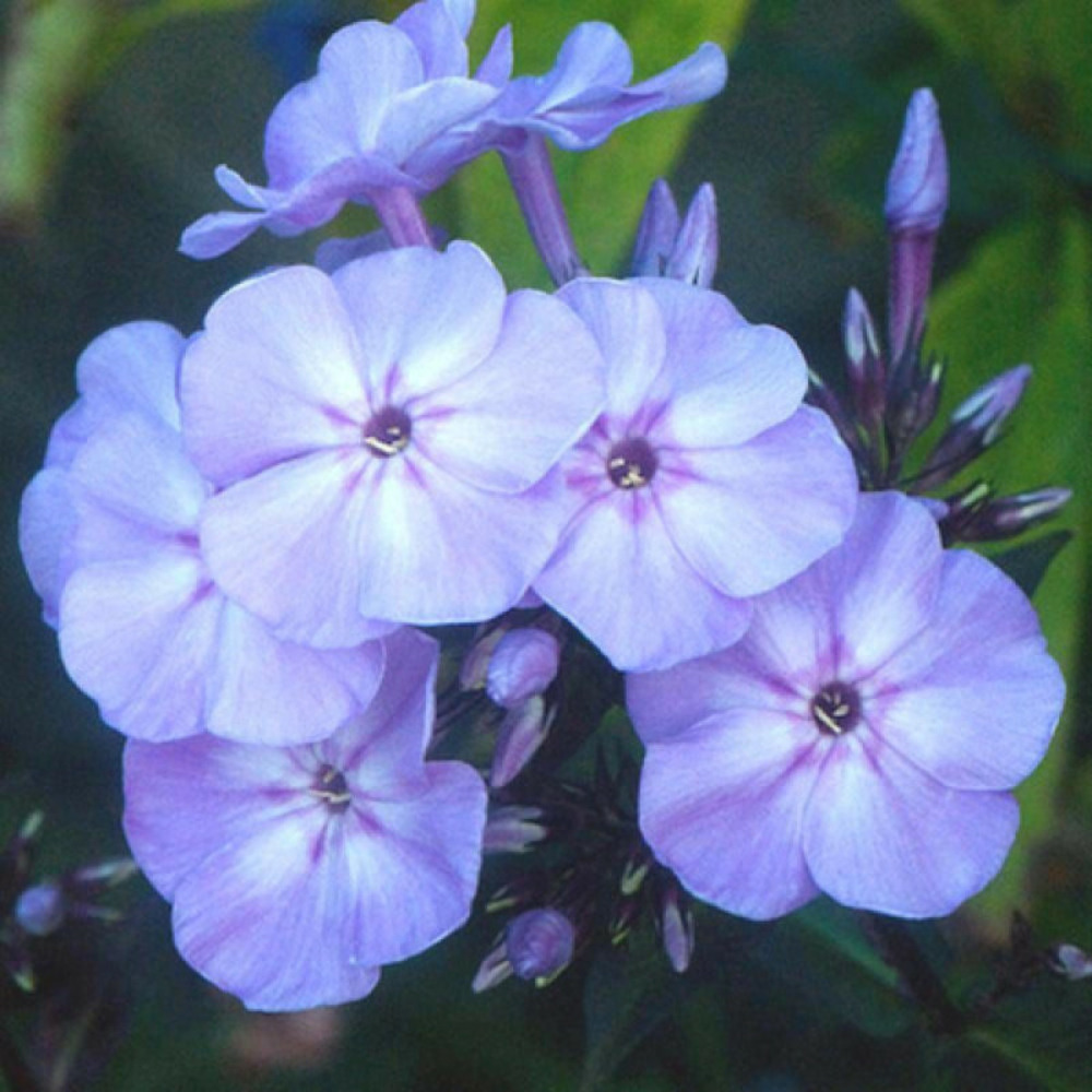 Phlox paniculé blue boy lot de 5 godets