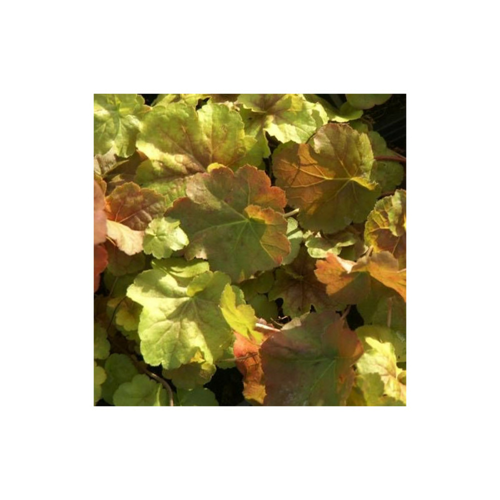 Heuchere peach flambe® godet - 5/20 cm