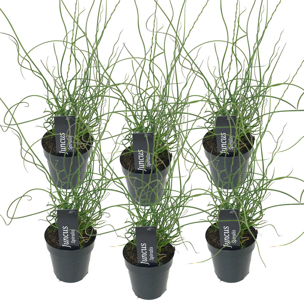 Lot de 6 - juncus spiralis - jonc spiralé - plantes de bassin - hauteur 20-30 cm - pot 9 cm