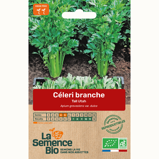Céleri-branche tall utah - graines bio