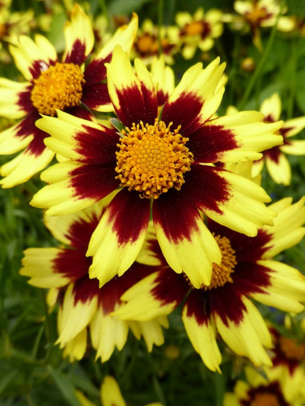 Coréopsis 'cosmic eye'® godet de 8/9 cm