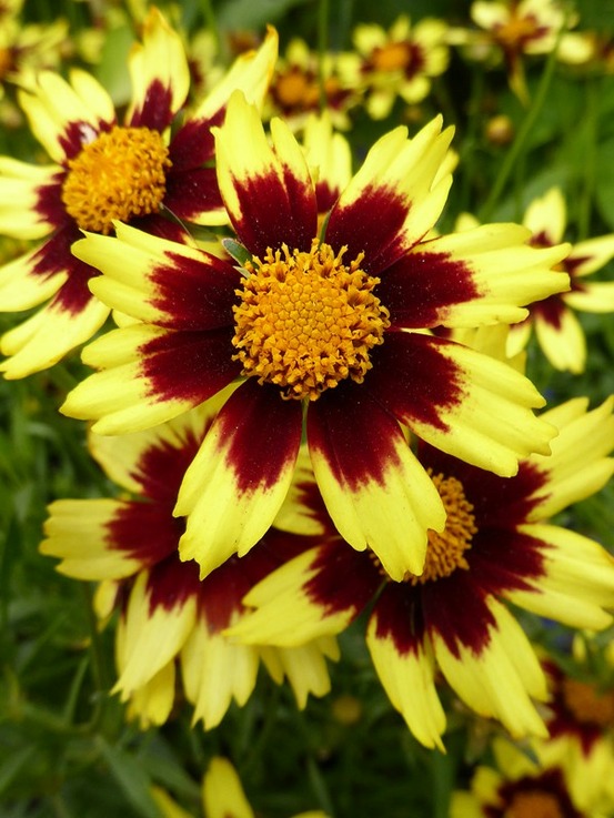 Coréopsis 'cosmic eye'® godet de 8/9 cm