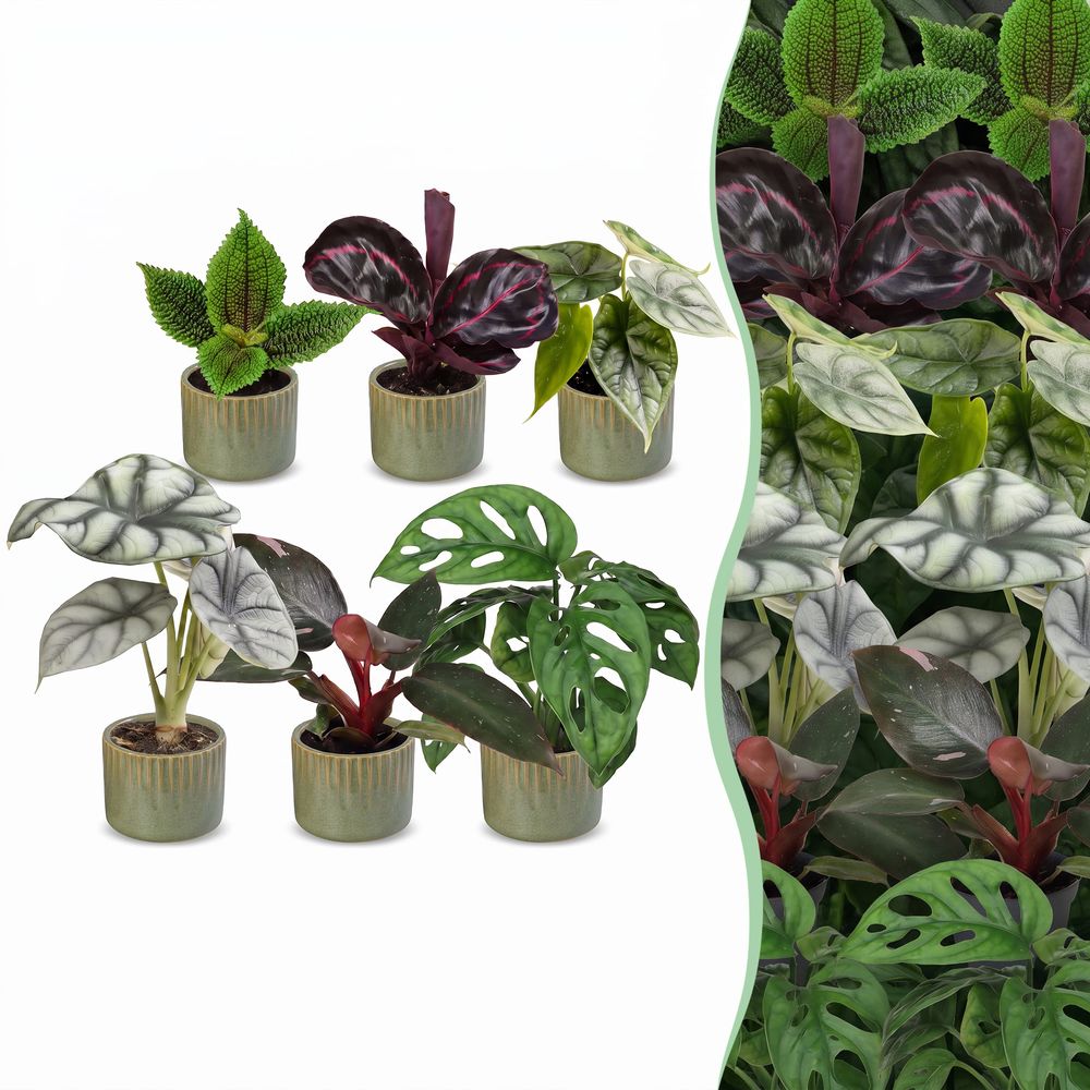 Baby jungle - lot de 6 mini plantes tropicales avec cache-pots linnea vert olive - h 10-15 cm, pot ø6 cm