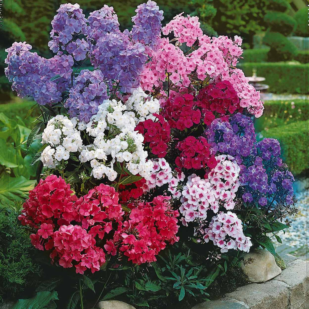 5 phlox paniculata en mélange - le paquet de 5 racines nues, vendu par lot de 6
