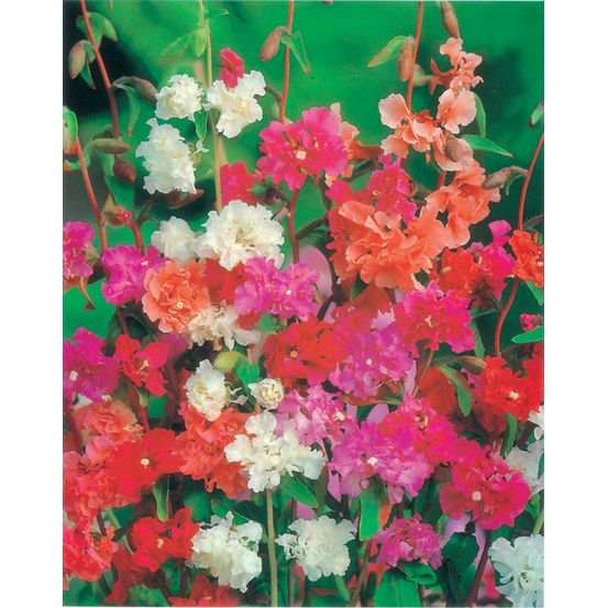 Clarkia elegant double - 1 g