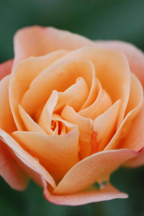 Rosier décorosiers ? 'calizia ?' - en pot de 2 litres