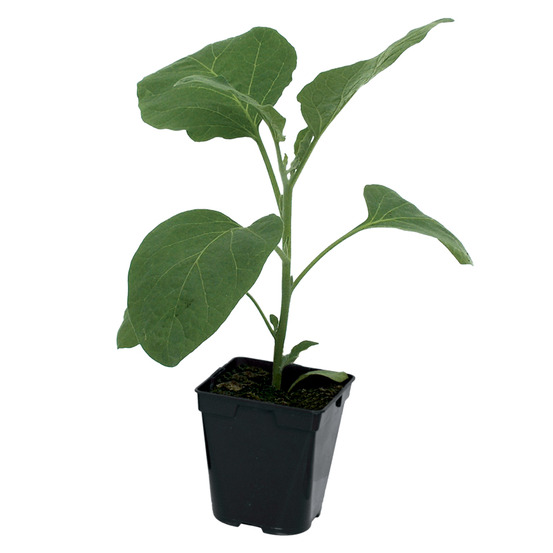 Plant de aubergine rania f1 pot 0,5 l