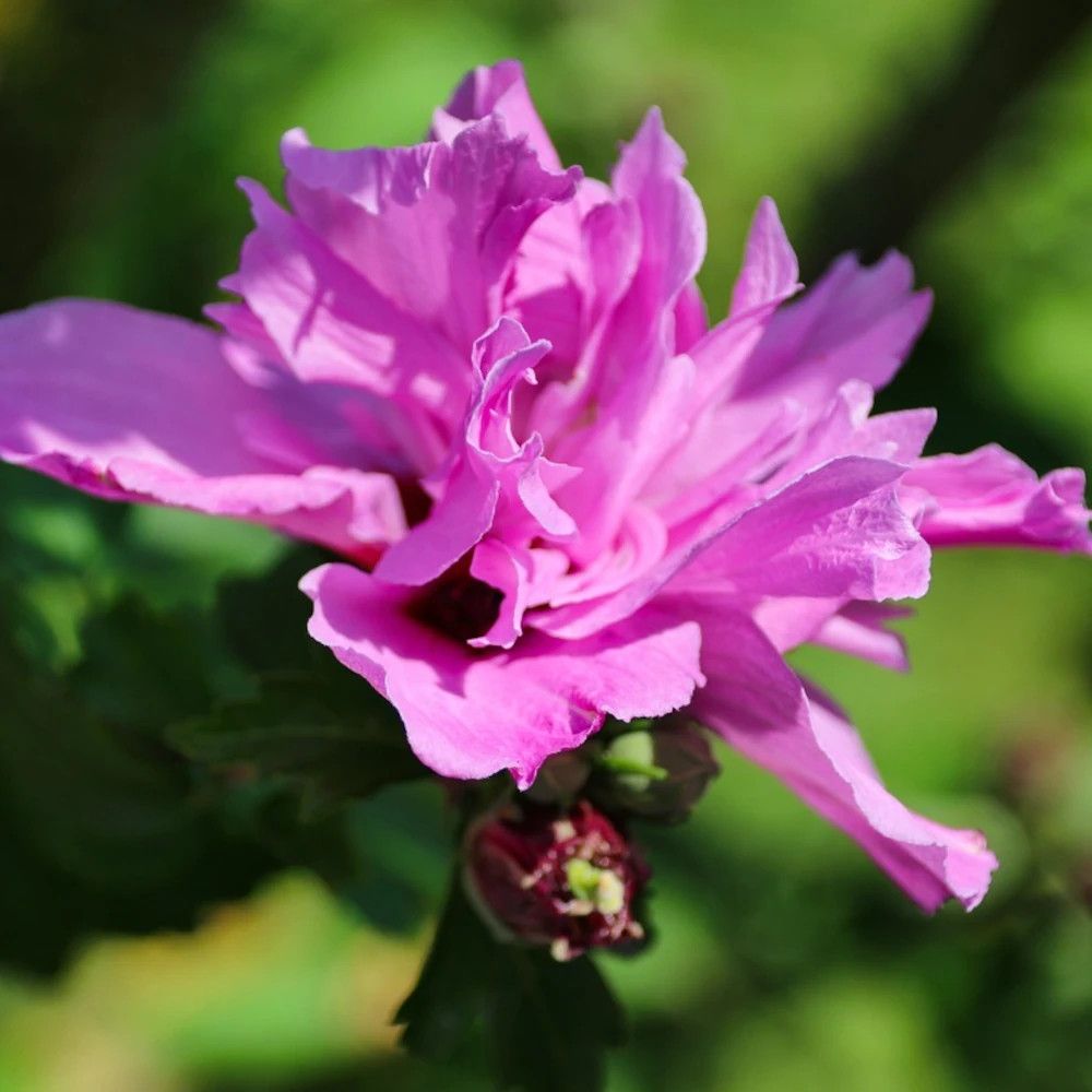 Hibiscus purple ruffles® 'sanchonyo', althéa  pot de 15l
