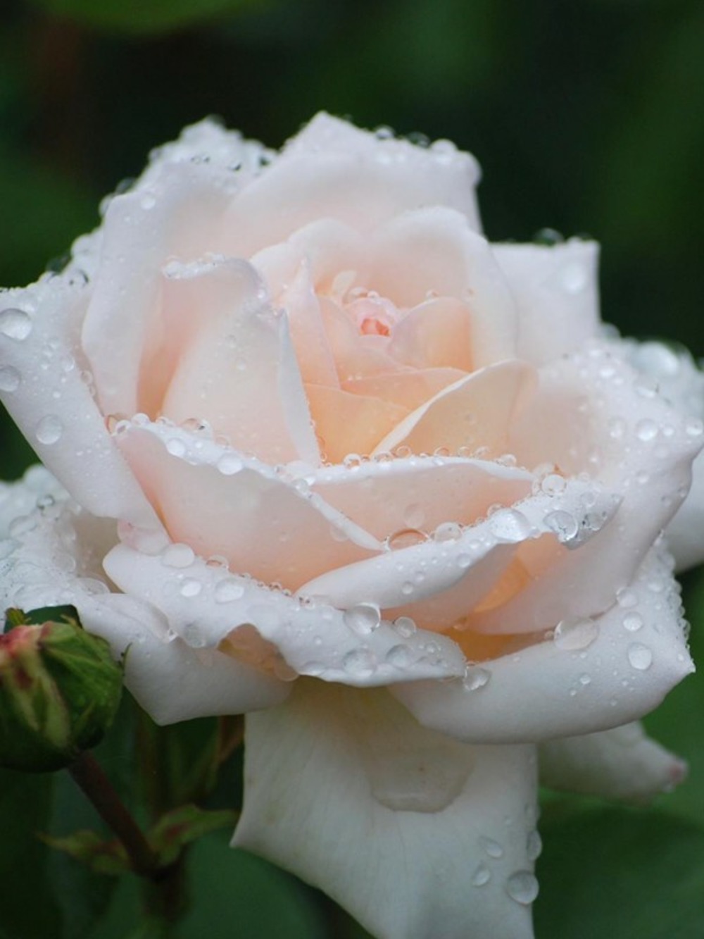 Rosier générosa® 'martine guillot' ® pot de 4l/5l