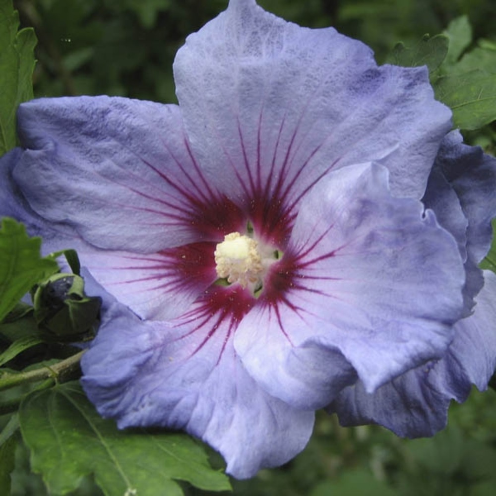 Mauve en arbre 'oiseau bleu' pot de 2l/3l