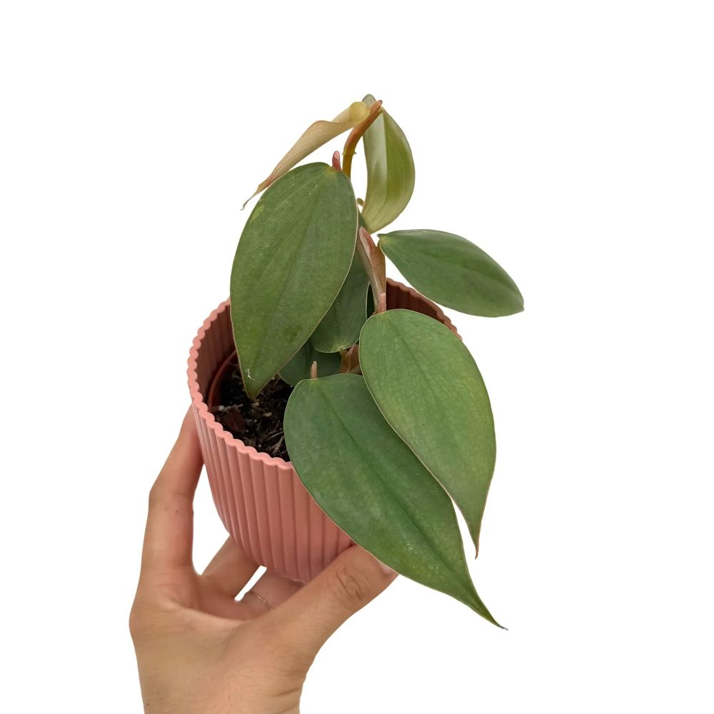 Philodendron burle marx fantasy - pot de 8cm