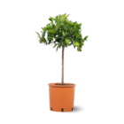 Clémentinier - agrume méditerranéen - arbre fruitier - ↕ 75-85 cm - ⌀ 22 cm