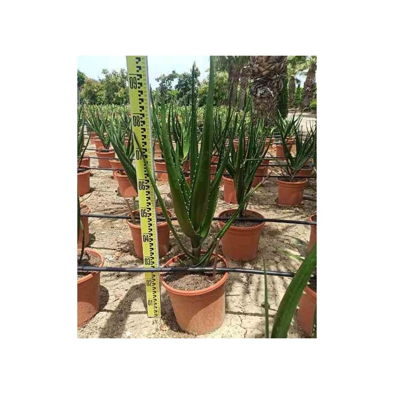 Aloe barberae (aloe.bainesii) taille pot de 65l - 130/150cm
