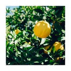 Citronnier limon 4 saisons/citrus limon 4 saisons[-]pot de 5l - 40/60 cm