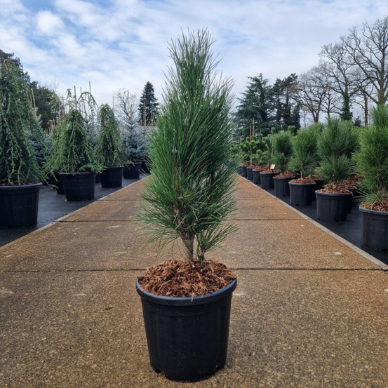 Pin noir d'autriche 'green tower' pot 11l 50/60cm - pinus nigra green tower
