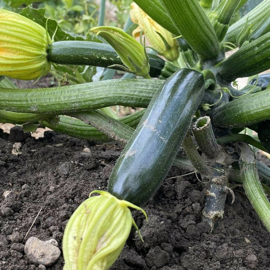 Graines de courgette verte noire des maraîchers - vilmorin sachet économique