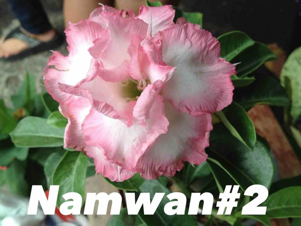 Adenium obesum cv namwan couleur floraison:blanc et rose - caudex d'environ 150g