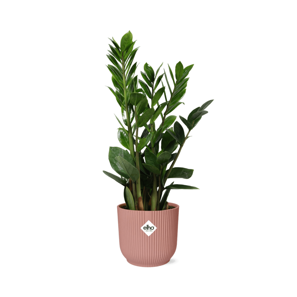 Zamioculcas – hoogte 45-50 in elho vibes fold 14cm roze - plantes d'intérieur
