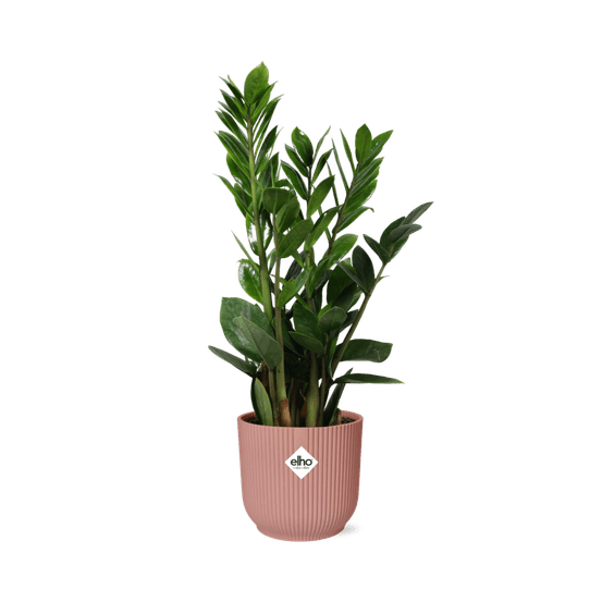 Zamioculcas – hoogte 45-50 in elho vibes fold 14cm roze - plantes d'intérieur