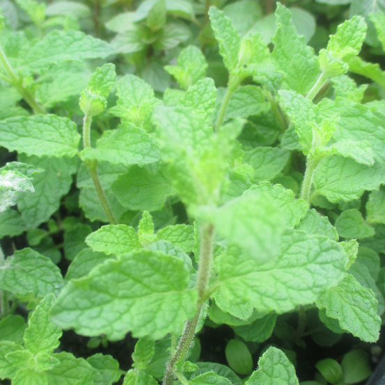 Menthe verte 'fraise' godet de 7/8 cm