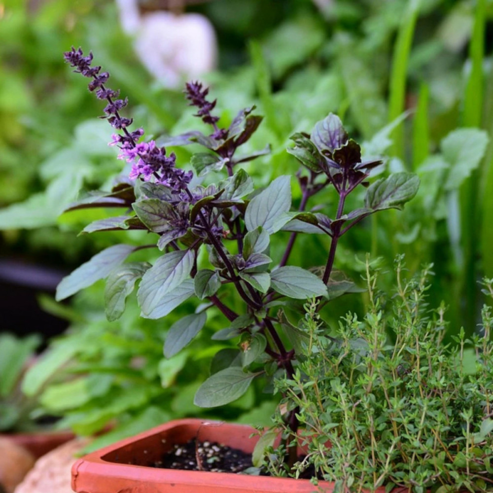 Basilic cannelle - prêt à consommer pot de 1,5l - 10/20 cm