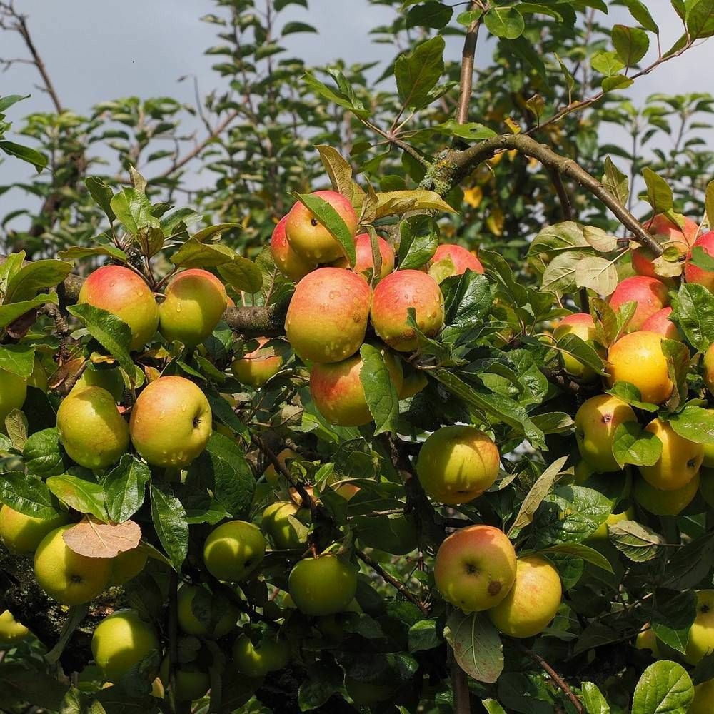 Pommier delbard jubilé® 'delgollune' pot de 10l - gobelet 3 ans