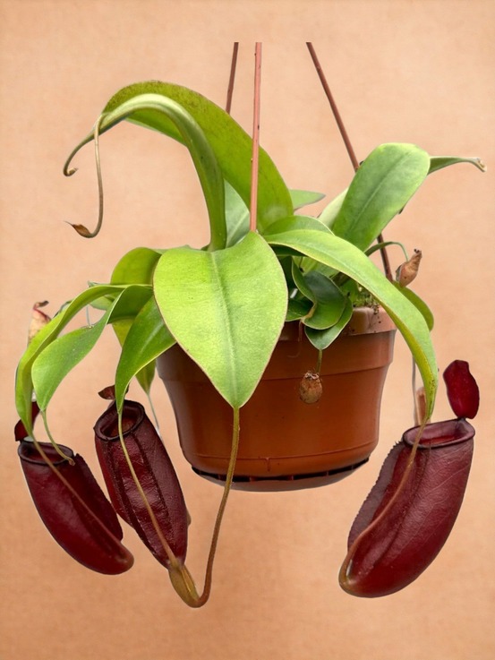 Nepenthes monkey jars diana