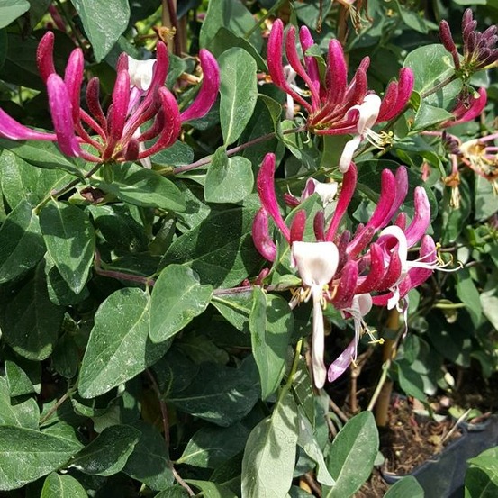 Chèvrefeuille 'caprilia'® imperial ('inov86') - lonicera periclymenum 3l - 60/90cm