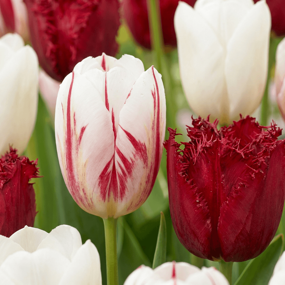 Tulipe 'dutch design' (tulipa) - floraison printanière - calibre 11/12 - 60 bulbes