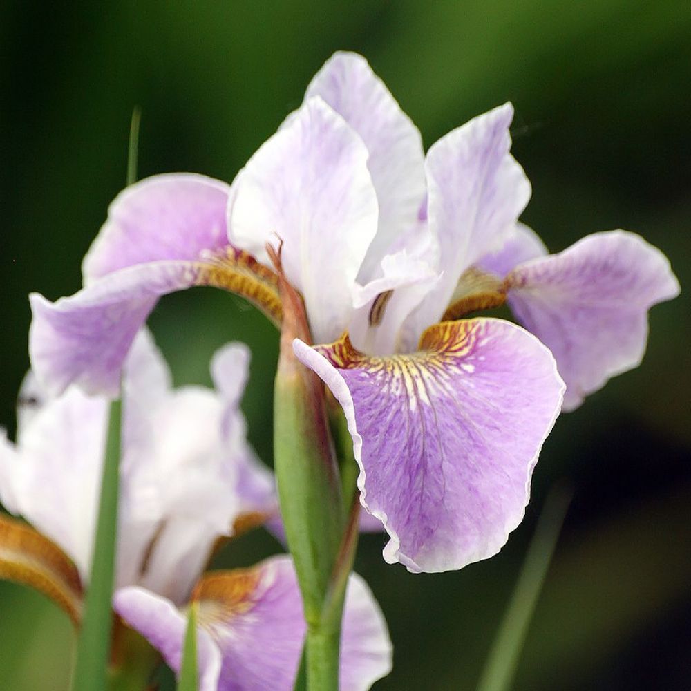 Iris de sibérie 'dance ballerina dance' godet de 8/9 cm