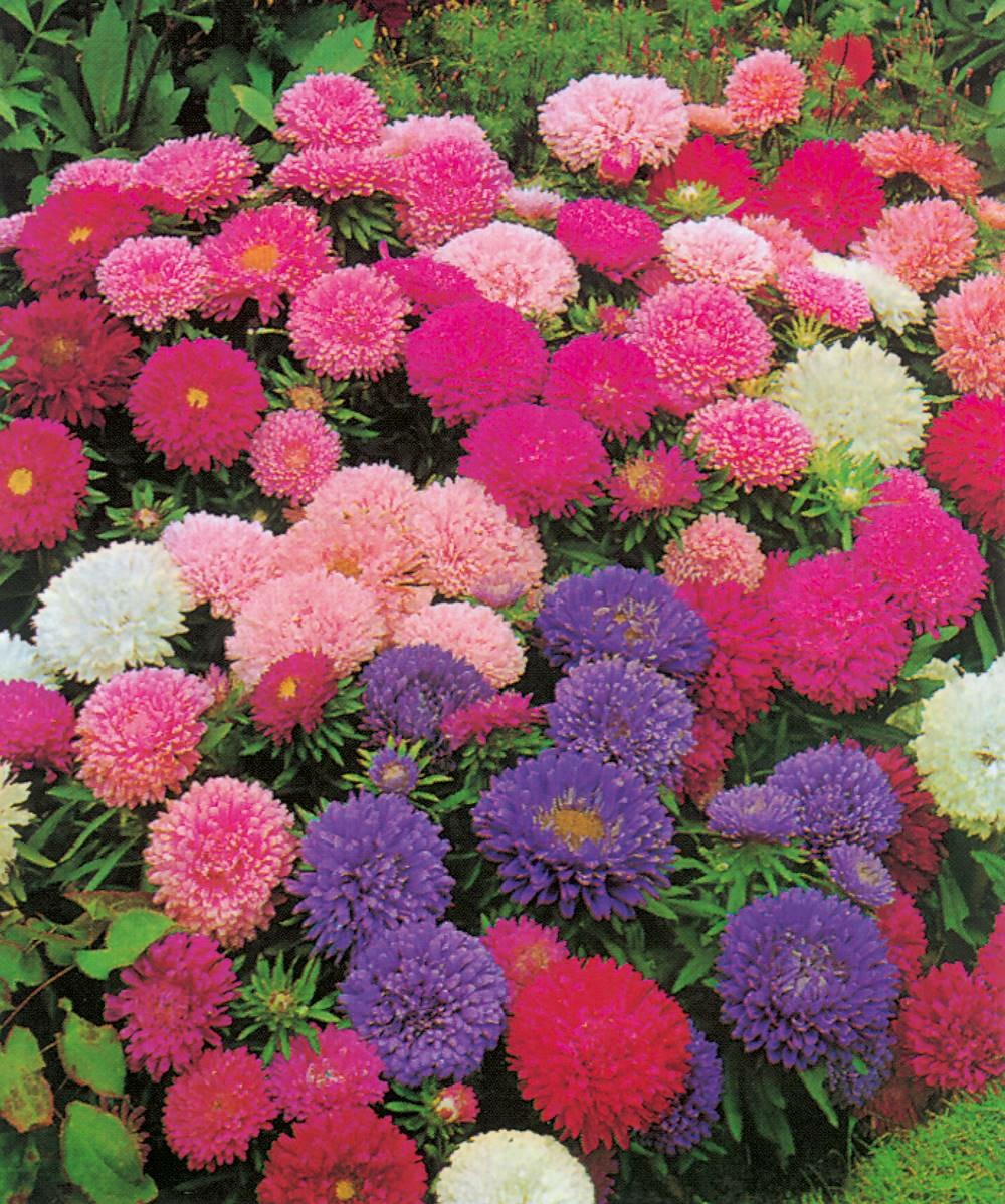 Reine marguerite naine tapis - 1 g