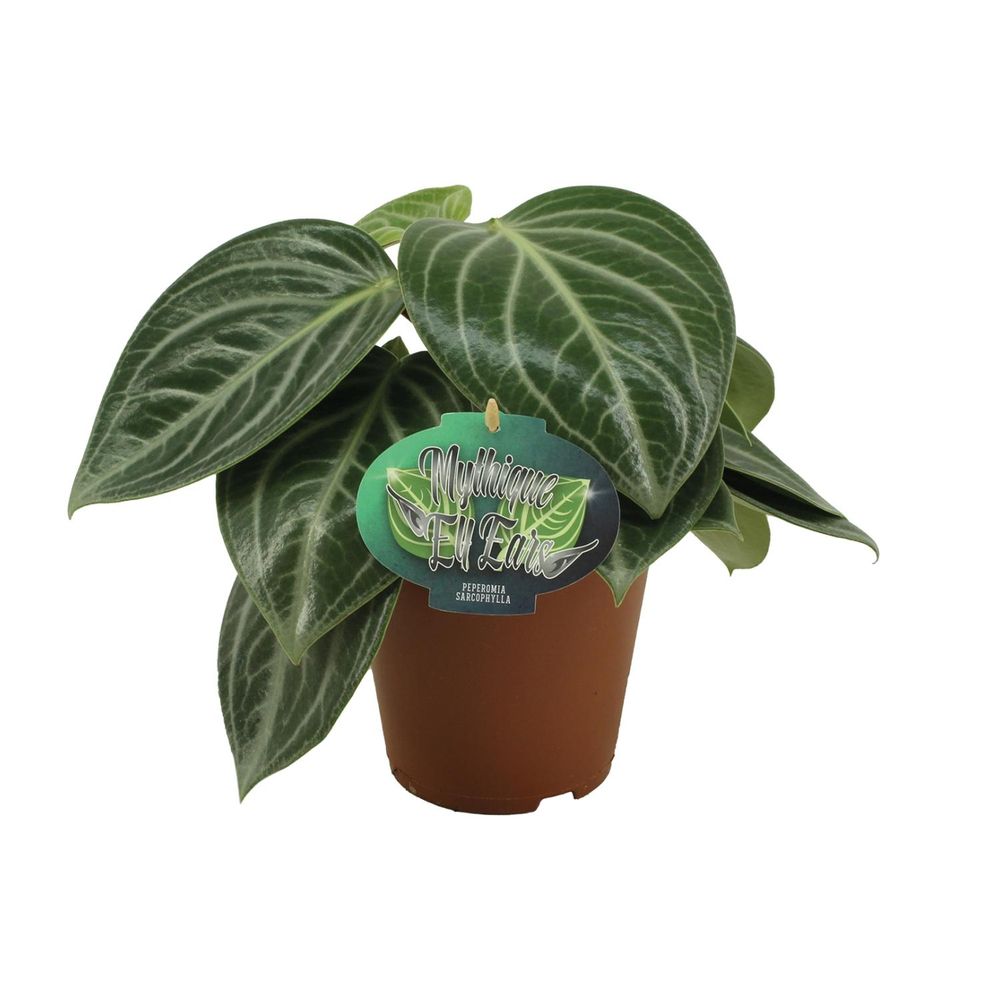 Peperomia sarcophylla - ø15cm - ↕25cm - plantes d'intérieur