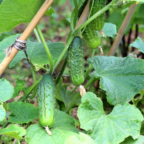 3 plants de cornichon regal f1 - les 3 plants / ø 10.5cm