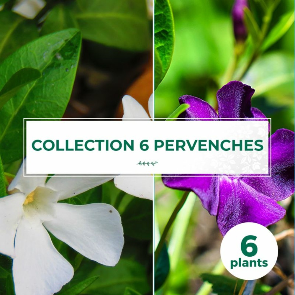 Collection de 6 pervenches