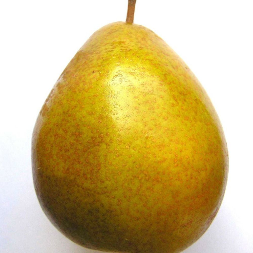 Poirier beurré hardy pot de 10l - gobelet 2 ans - 120 cm - pré-formé