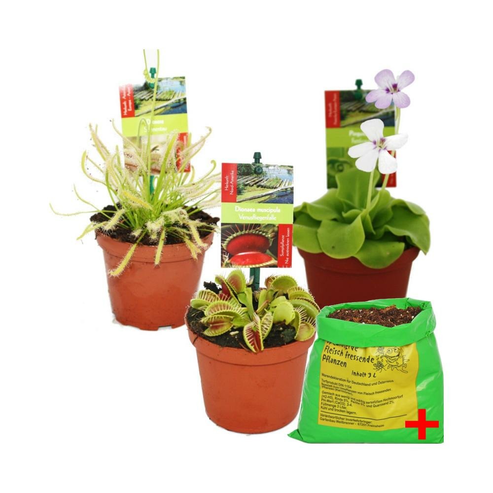 Coffret de départ plantes carnivores - 3 plantes + terre - terre carnivore