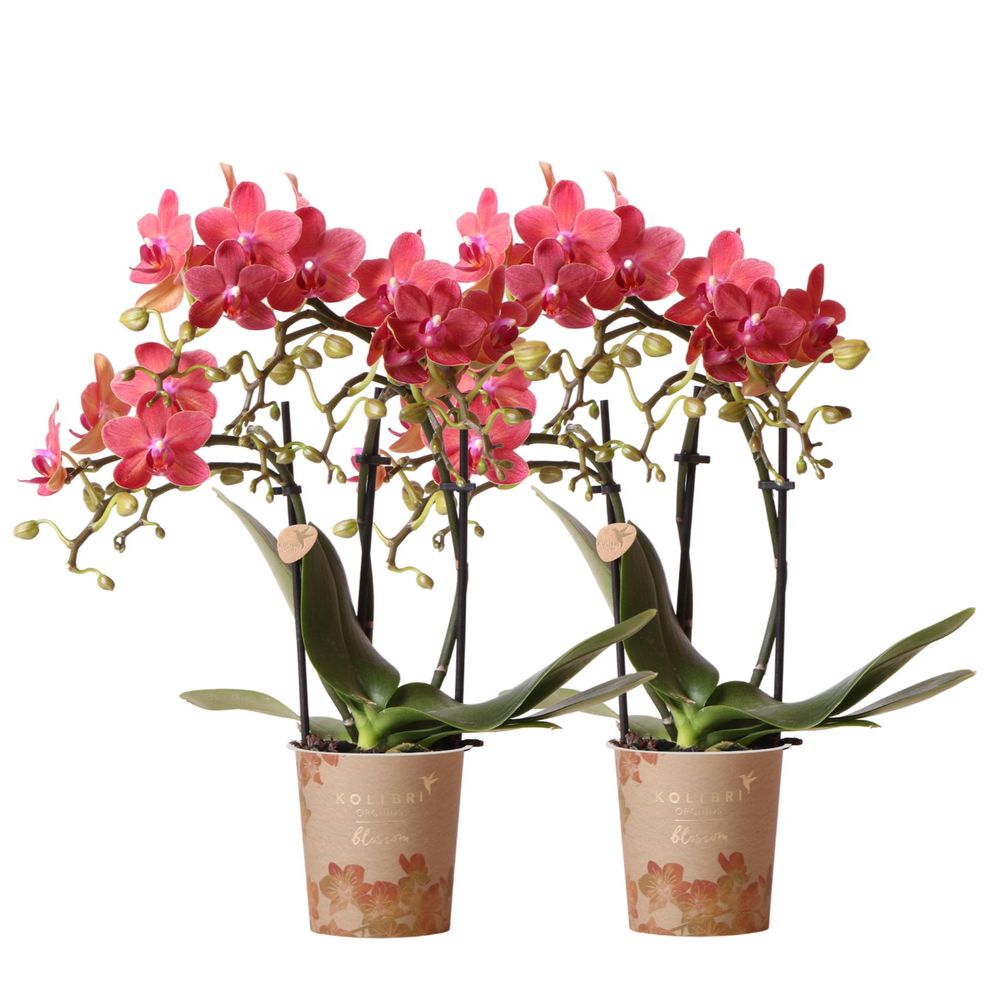 Orchidée phalaenopsis 'congo' rouge (phalaenopsis) - duo de 2 orchidées - pot de 9cm - plantes d'intérieur