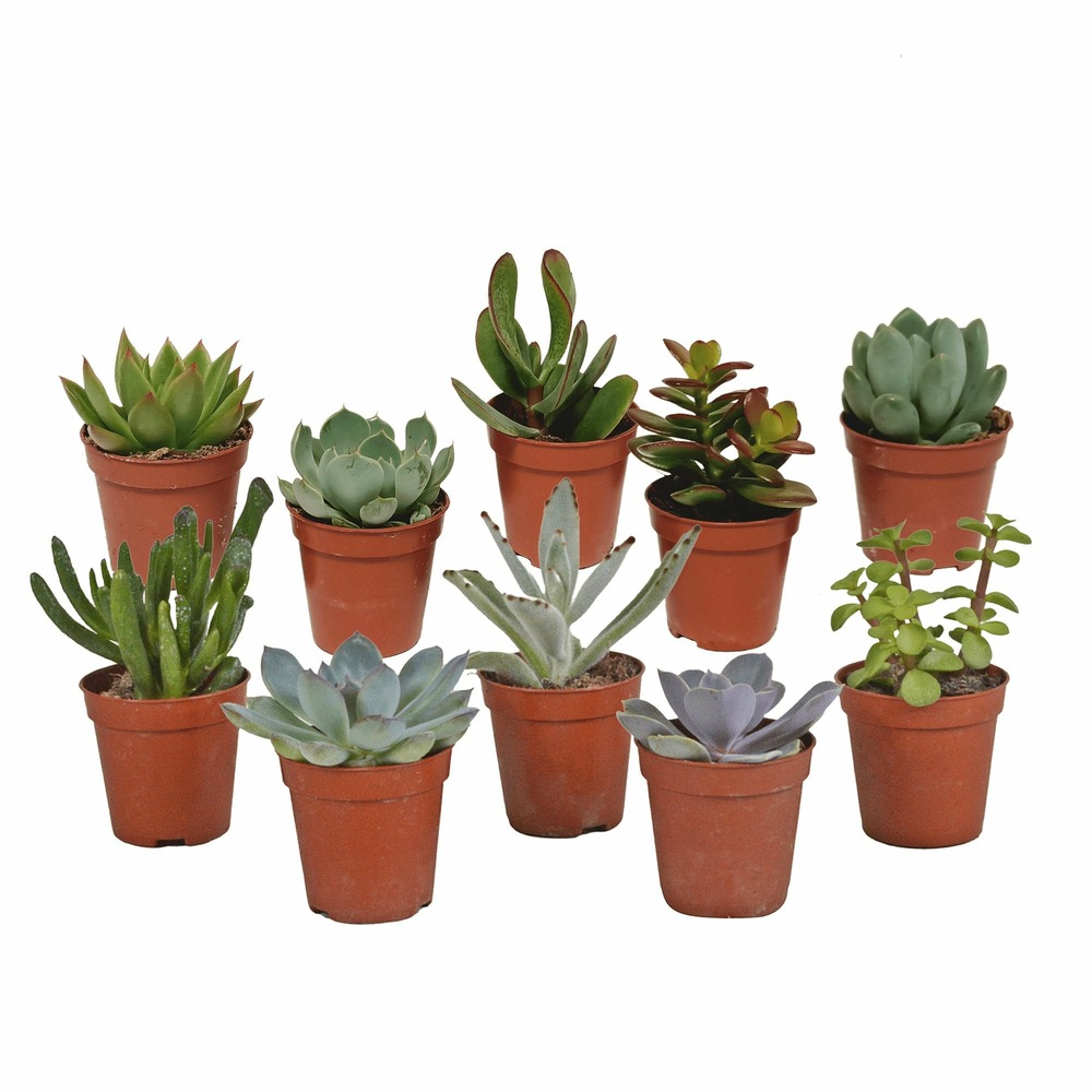 Coffret de cactus & succulentes