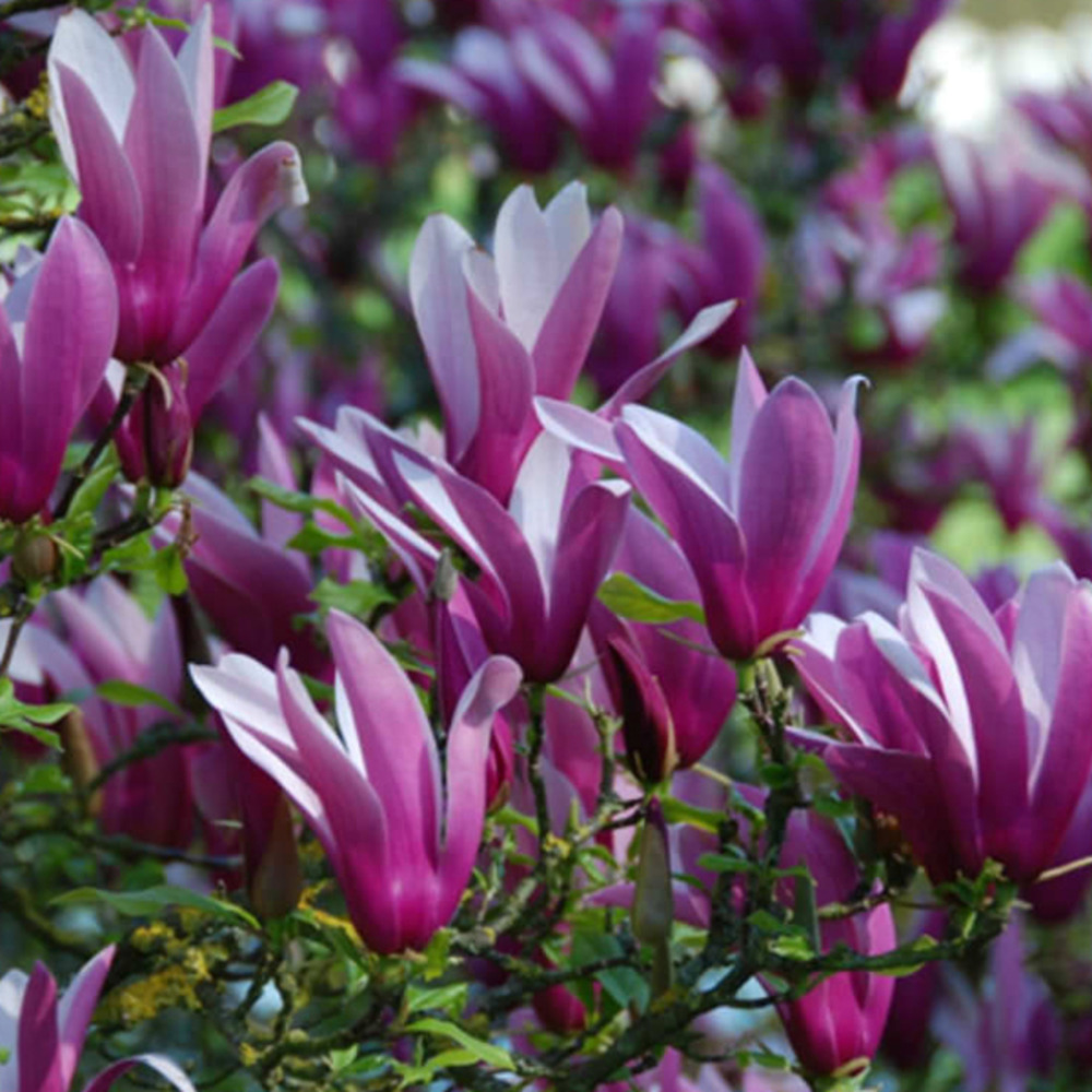 2 x magnolia à fleurs de lis 'nigra' - magnolia liliiflora 'nigra'  - 50-60 cm pot