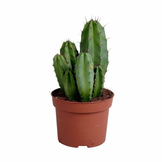Polaskia chula - cactus colonnaire d'intérieur