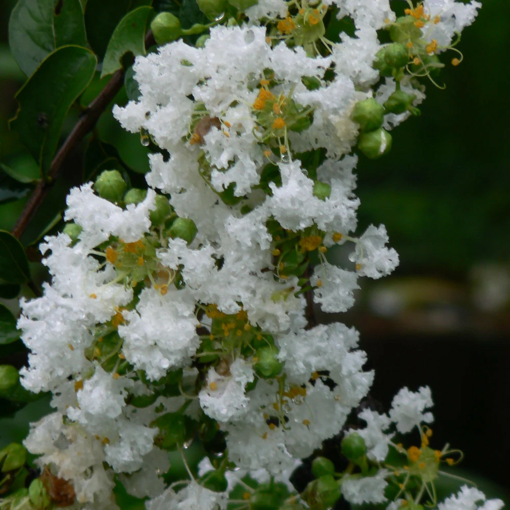 Lilas des indes with love® virgin 'milabla', lagerstroemia pot de 4l - 40/60 cm