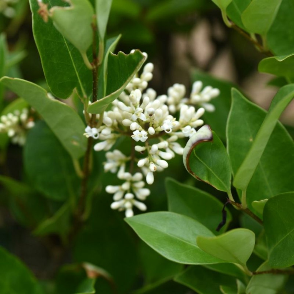 Troène de californie - ligustrum ovalifolium en pot 5l 100/120cm