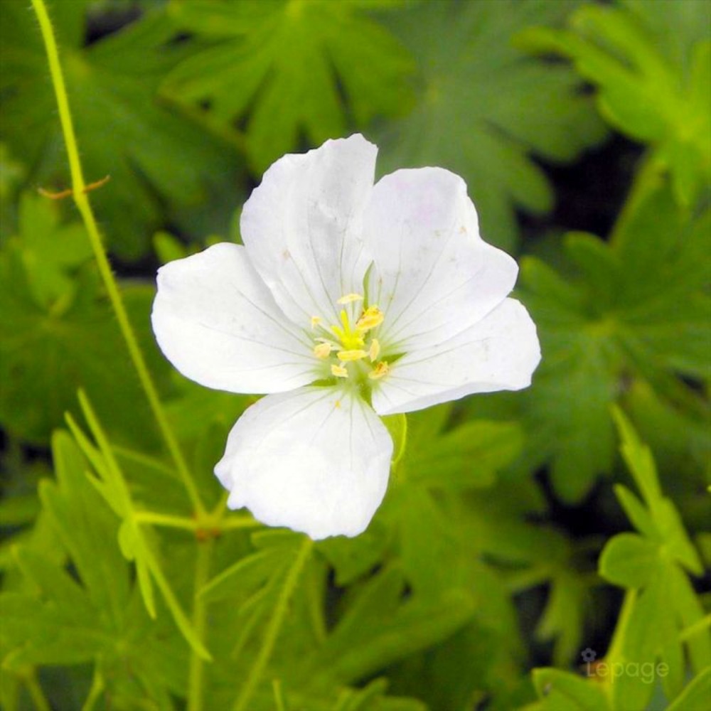 2 Géraniums Sanguin 'Album' (Geranium Sang…