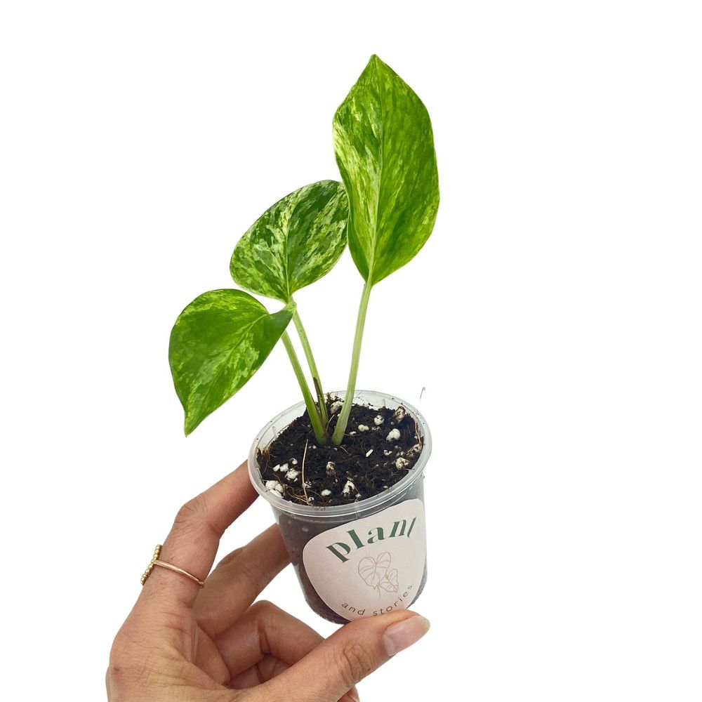 Epipremnum marble queen - pot de 6cm
