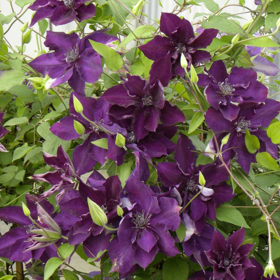 Clématite amethyst beauty™ 'evipo043' pot de 1,5l - tuteur bambou 30/60 cm